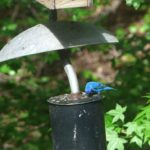 The Indigo Bunting is at the feeder